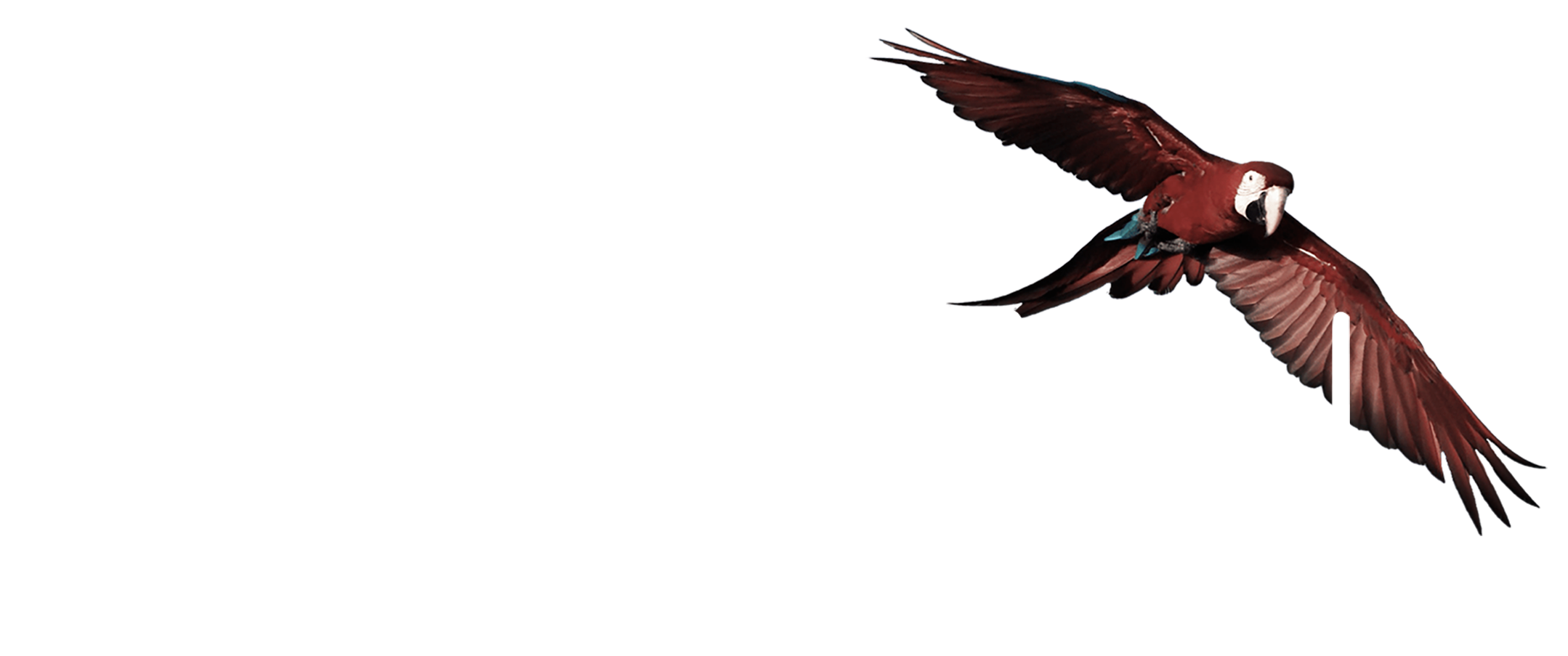 nauan-logo-principal.png